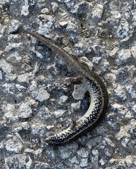 Chalcides ocellatus tiligugu