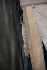 Gekko gecko