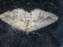 Agriopis bajaria