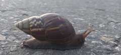 Lissachatina fulica