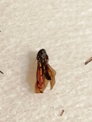 Apogonalia stalii