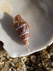 Cerithideopsis californica
