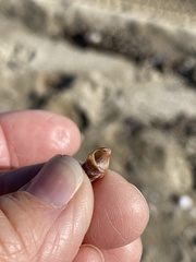 Cerithideopsis californica