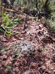Mammillaria zephyranthoides