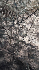 Prosopis glandulosa