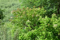 Lorentzianthus viscidus