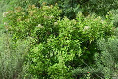 Lorentzianthus viscidus