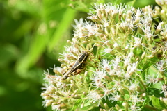 Lorentzianthus viscidus