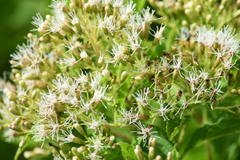 Lorentzianthus viscidus