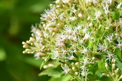 Lorentzianthus viscidus