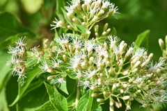 Lorentzianthus viscidus