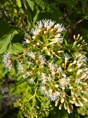 Lorentzianthus viscidus
