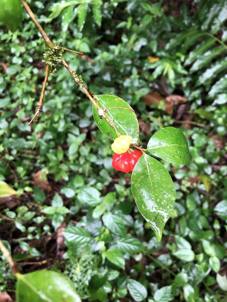 Eugenia uniflora, Santo Domingo, Santo Domingo de los Colorados, EC