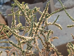 Caroxylon vermiculatum