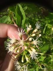 Lorentzianthus viscidus