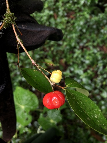 Eugenia uniflora