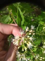 Lorentzianthus viscidus
