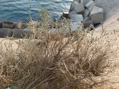 Caroxylon vermiculatum