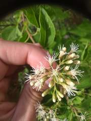 Lorentzianthus viscidus