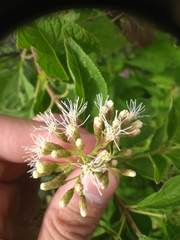 Lorentzianthus viscidus