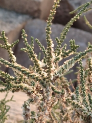 Caroxylon vermiculatum