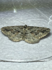 Agriopis bajaria
