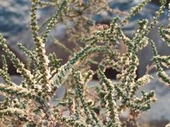 Caroxylon vermiculatum
