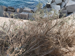 Caroxylon vermiculatum