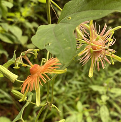 Passiflora jorullensis