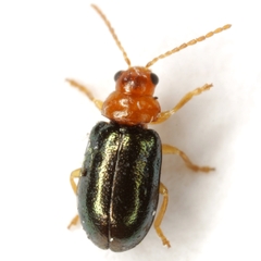 Miraces aeneipennis