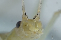 Oecanthus exclamationis