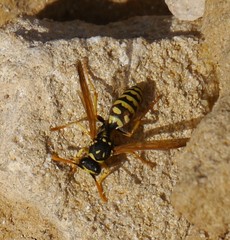 Polistes dominula