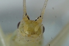 Oecanthus exclamationis