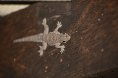 Hemidactylus platyurus