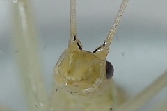 Oecanthus exclamationis