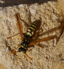 Polistes dominula