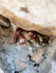 Polistes mexicanus