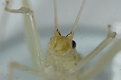 Oecanthus exclamationis