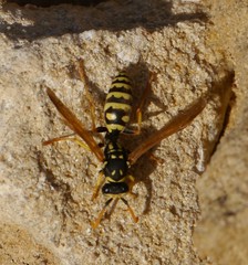 Polistes dominula
