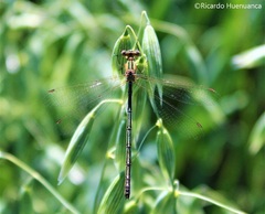 Lestes undulatus