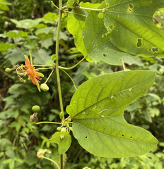 Passiflora jorullensis