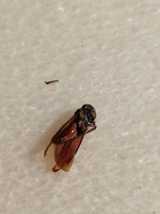 Apogonalia stalii