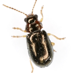 Miraces aeneipennis