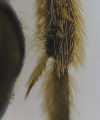 Lasioglossum medinai