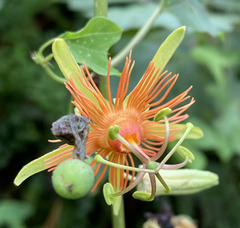 Passiflora jorullensis