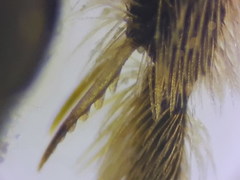 Lasioglossum medinai