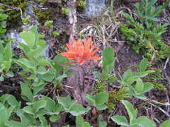 Castilleja rupicola