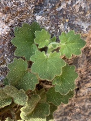 Mabrya acerifolia