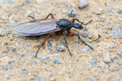Bibio pomonae