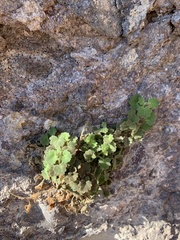 Mabrya acerifolia